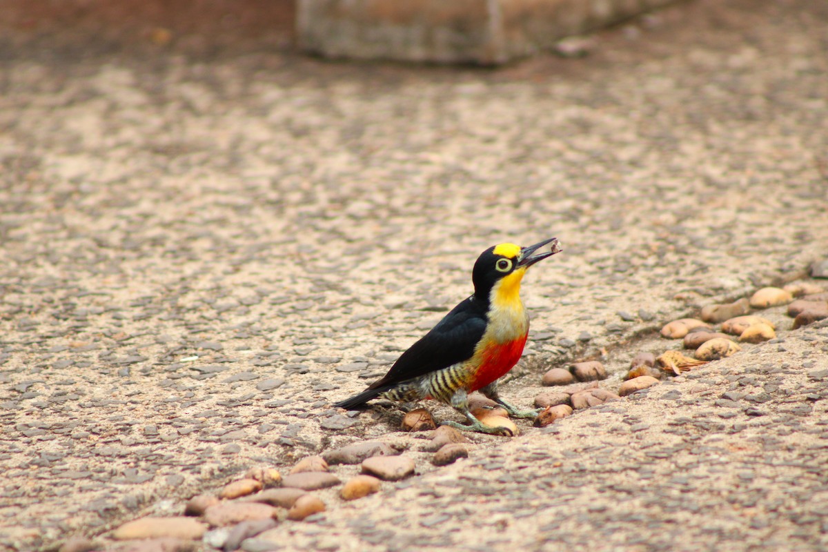 Гіла жовтогорла - ML645044028