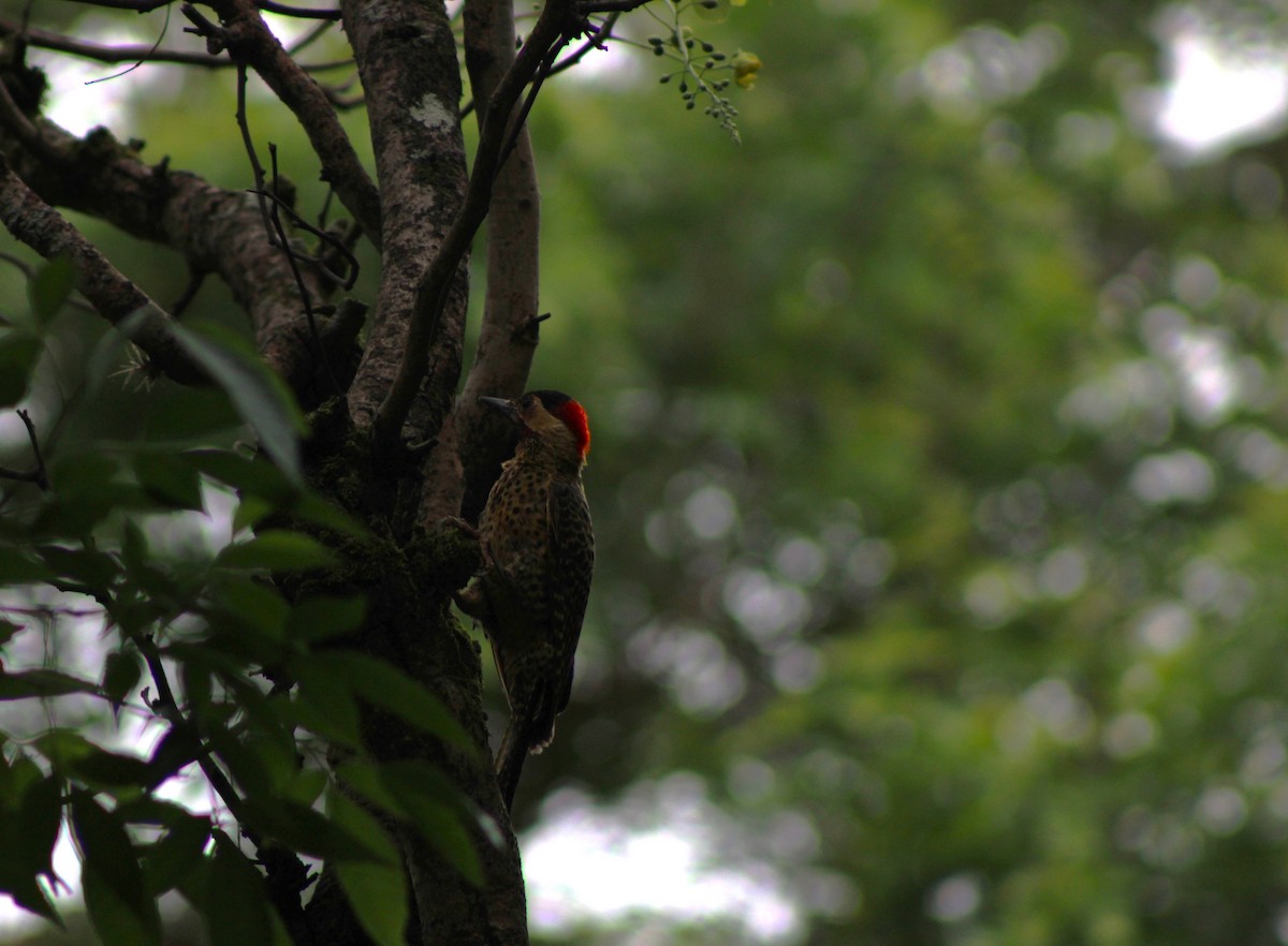 Декол плямистоволий - ML645044035