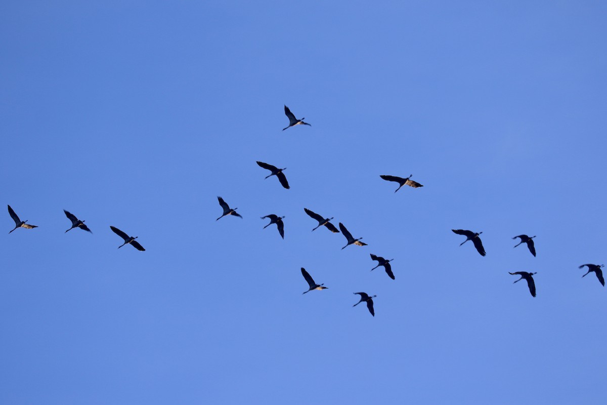 灰鶴 - ML645044036