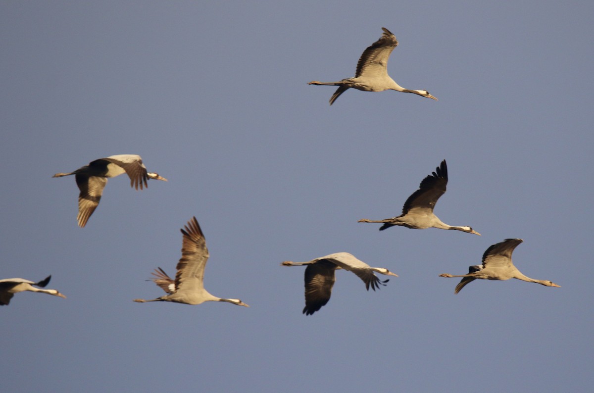 灰鶴 - ML645044037