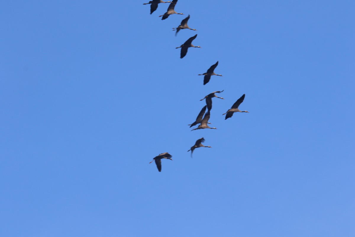 灰鶴 - ML645044038