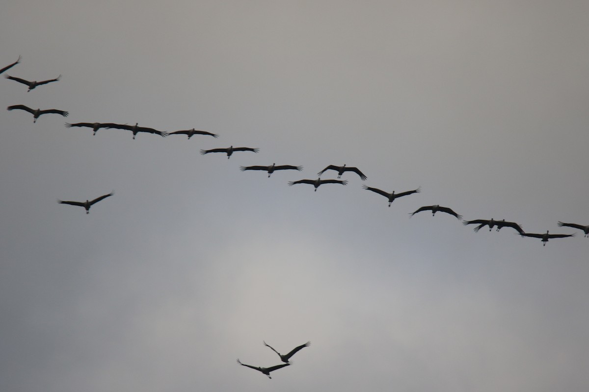 灰鶴 - ML645044039