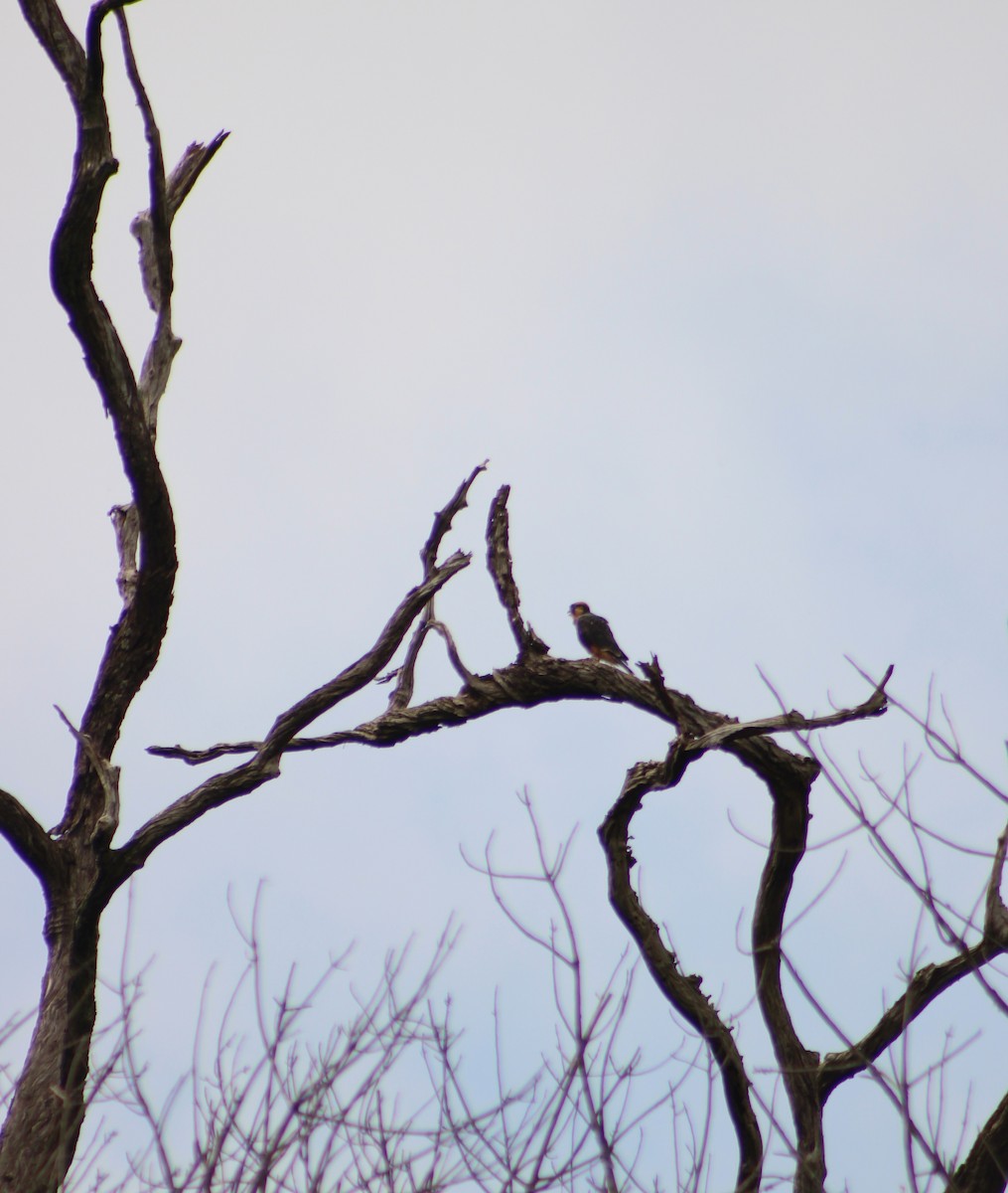 Сокіл мексиканський - ML645044040