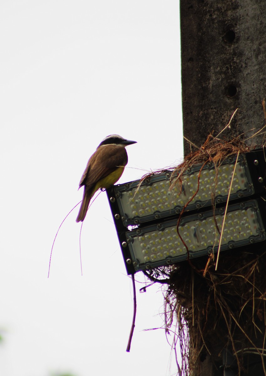 Пітанга велика - ML645044047