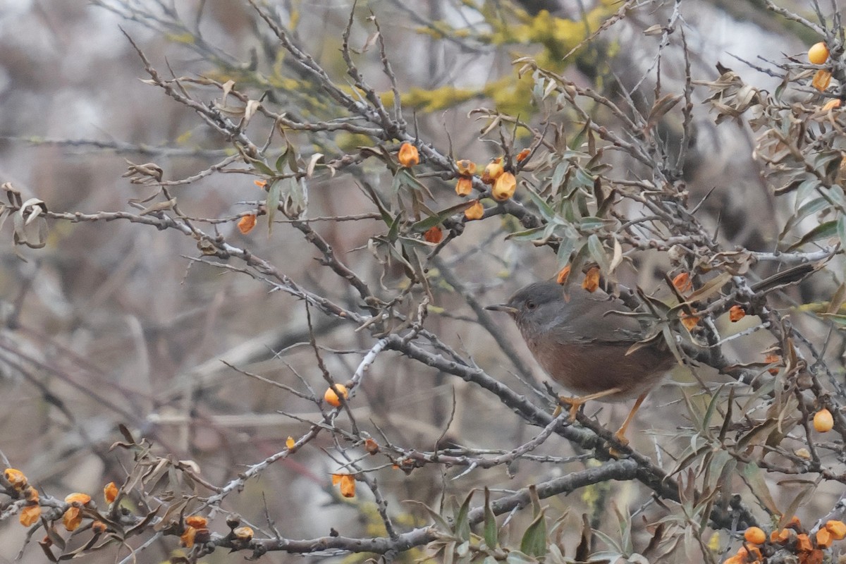 Etze-txinboa - ML645044048