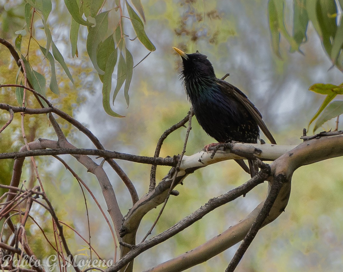 European Starling - ML645044049