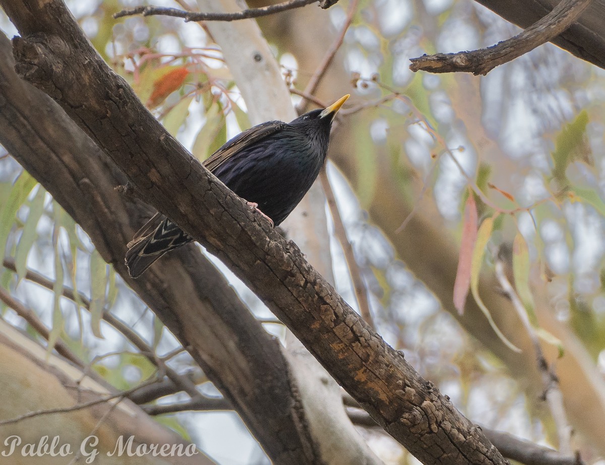 European Starling - ML645044050