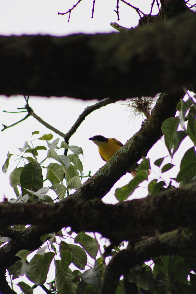 Boat-billed Flycatcher - ML645044051