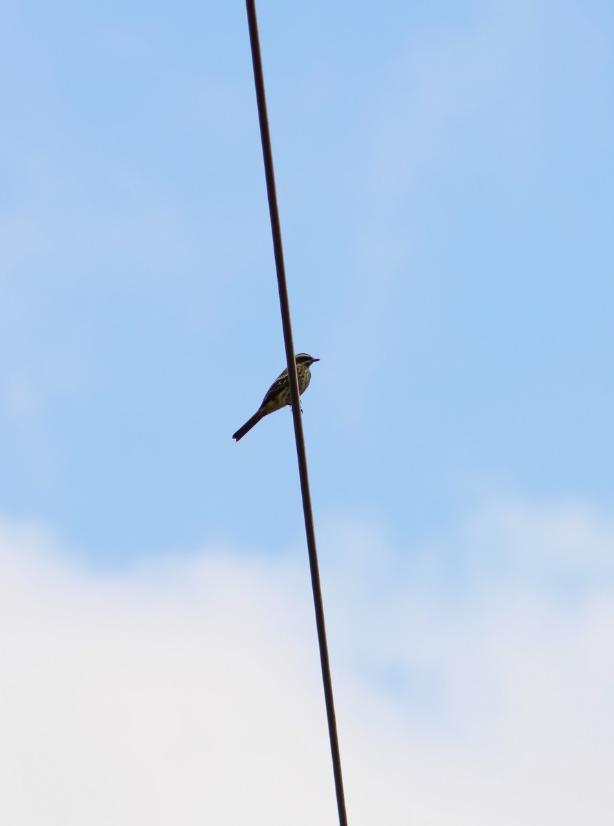 Туквіто строкатий - ML645044054