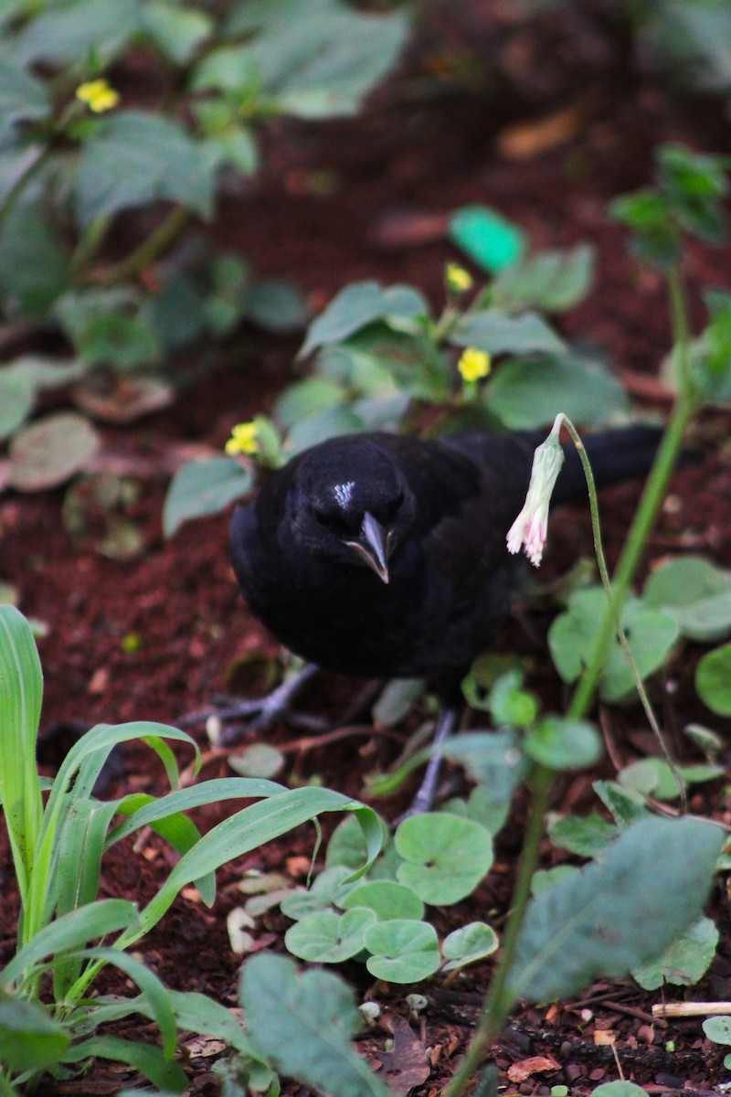 Вашер синій - ML645044061