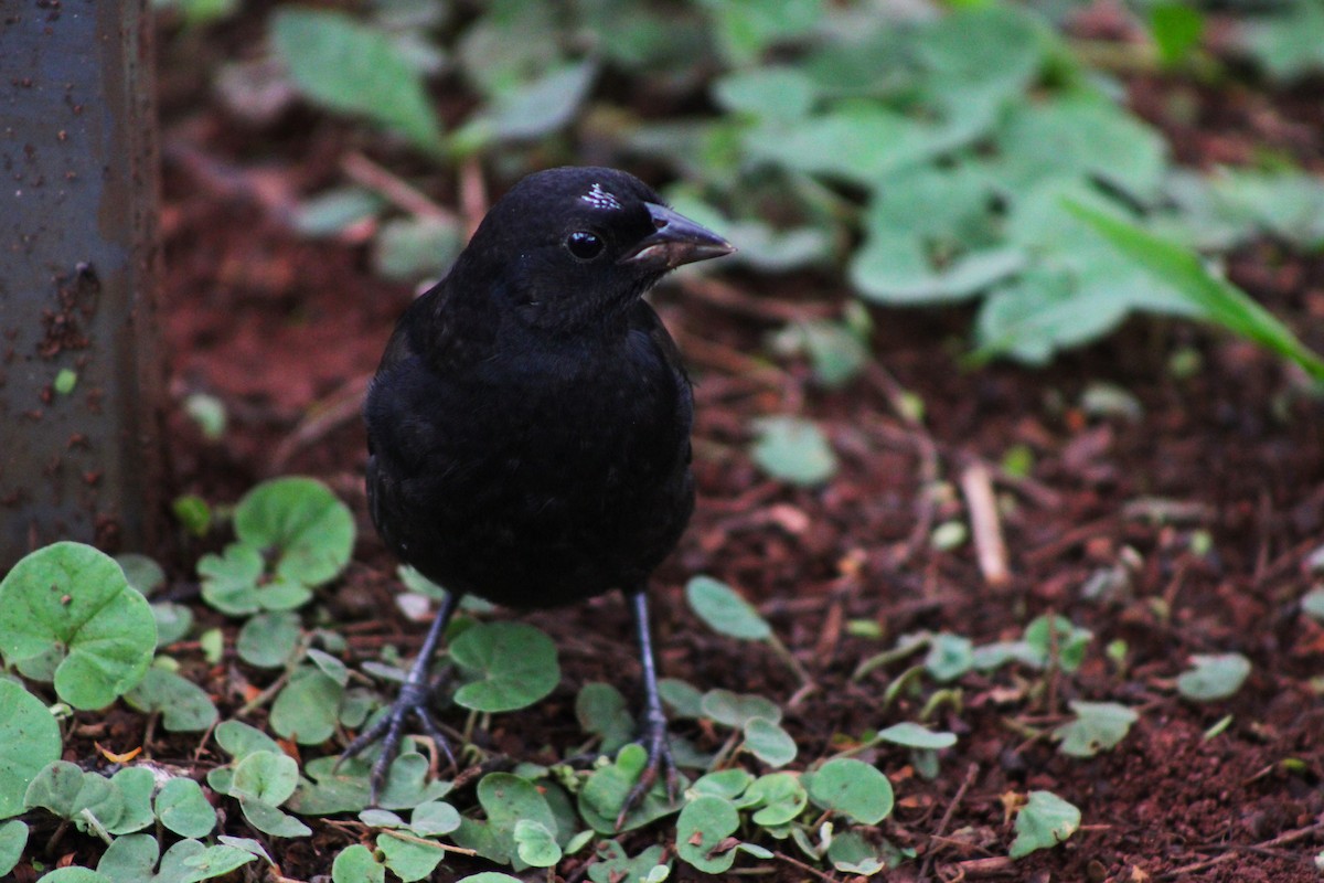 Вашер синій - ML645044062
