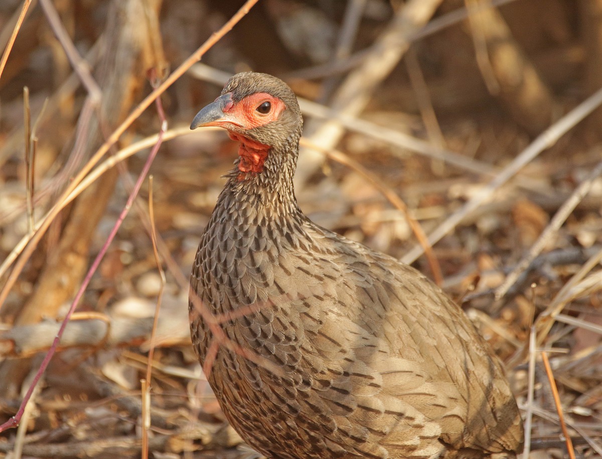 Swainson's Spurfowl - ML645044063