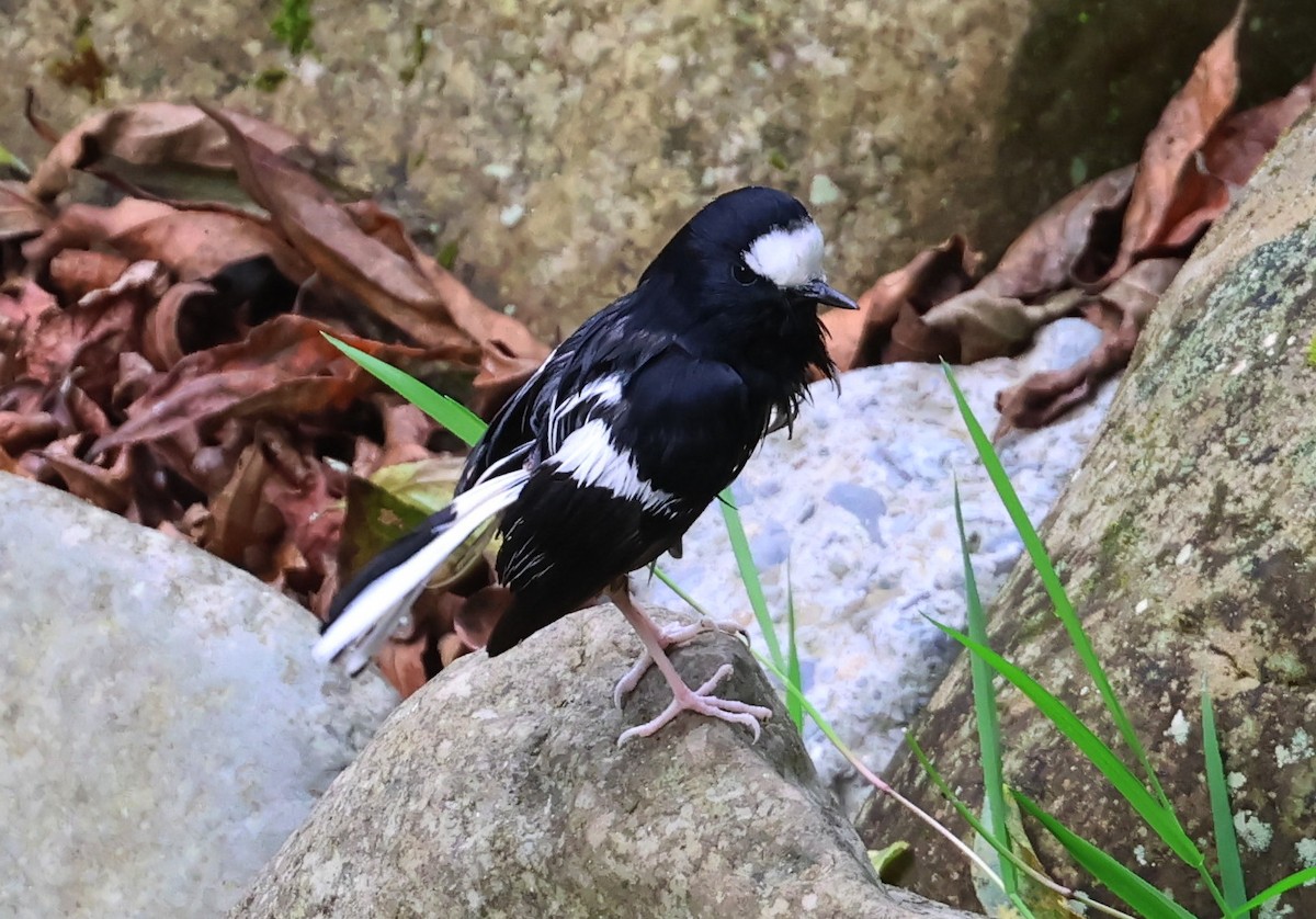 Little Forktail - ML645044065