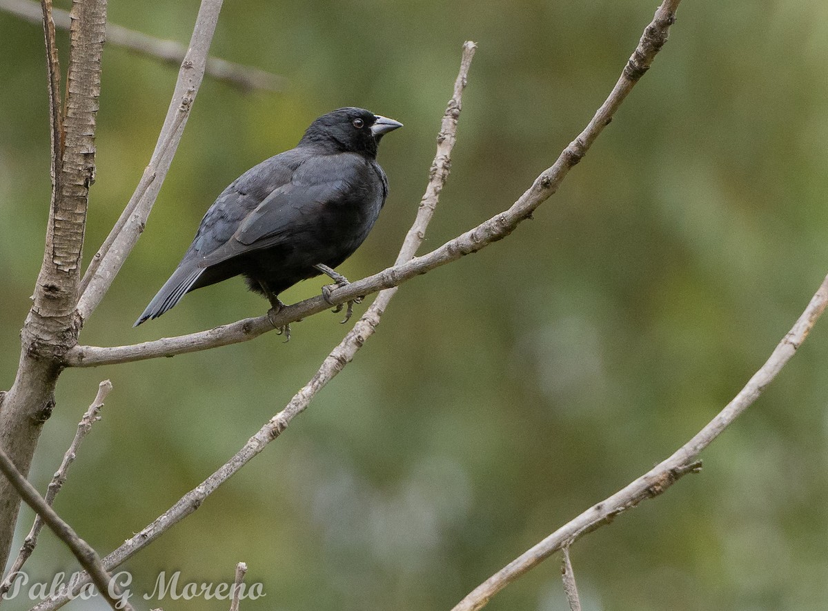 Screaming Cowbird - ML645044066