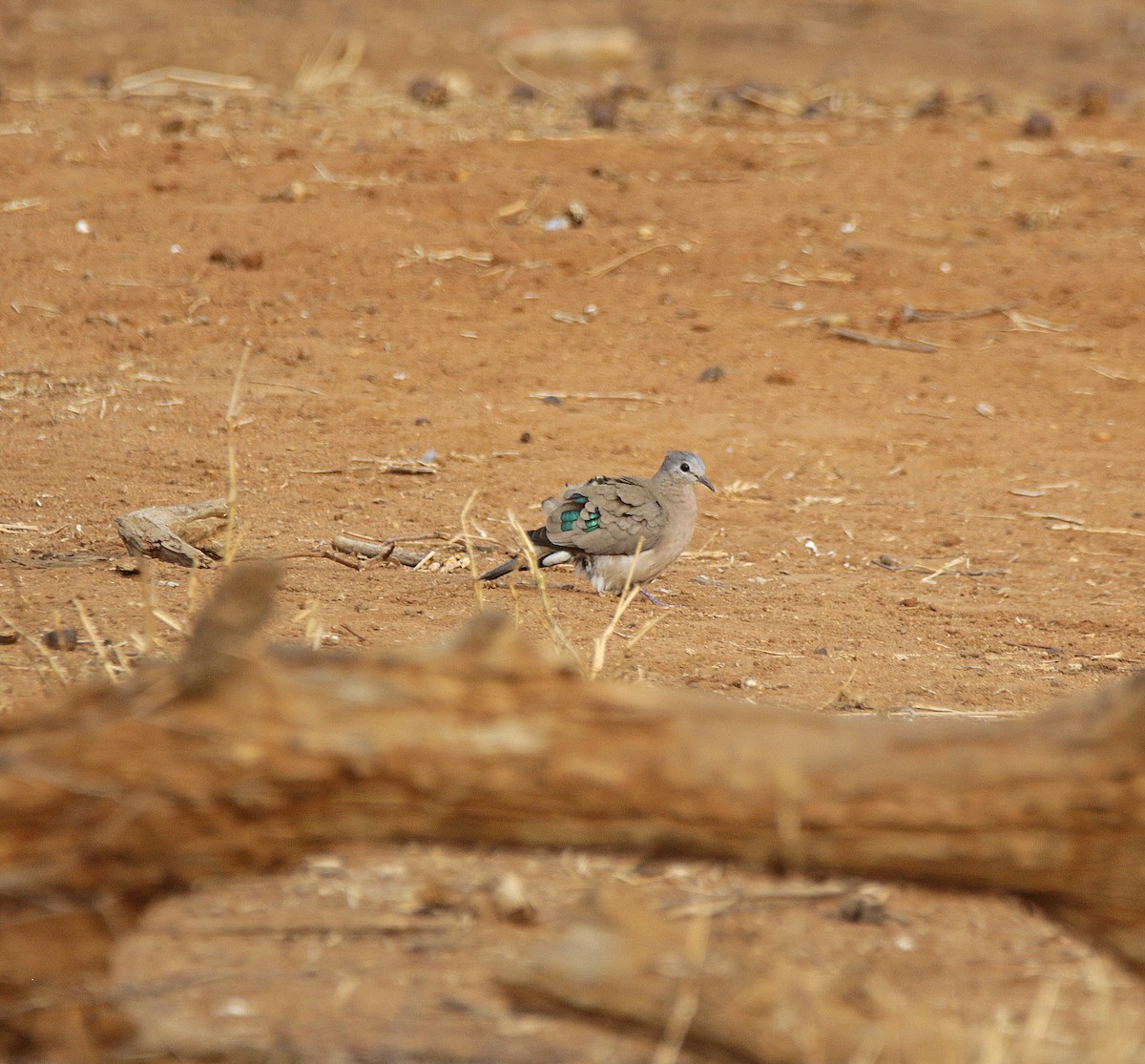 Зеленокрылая лесная горлица - ML645044072