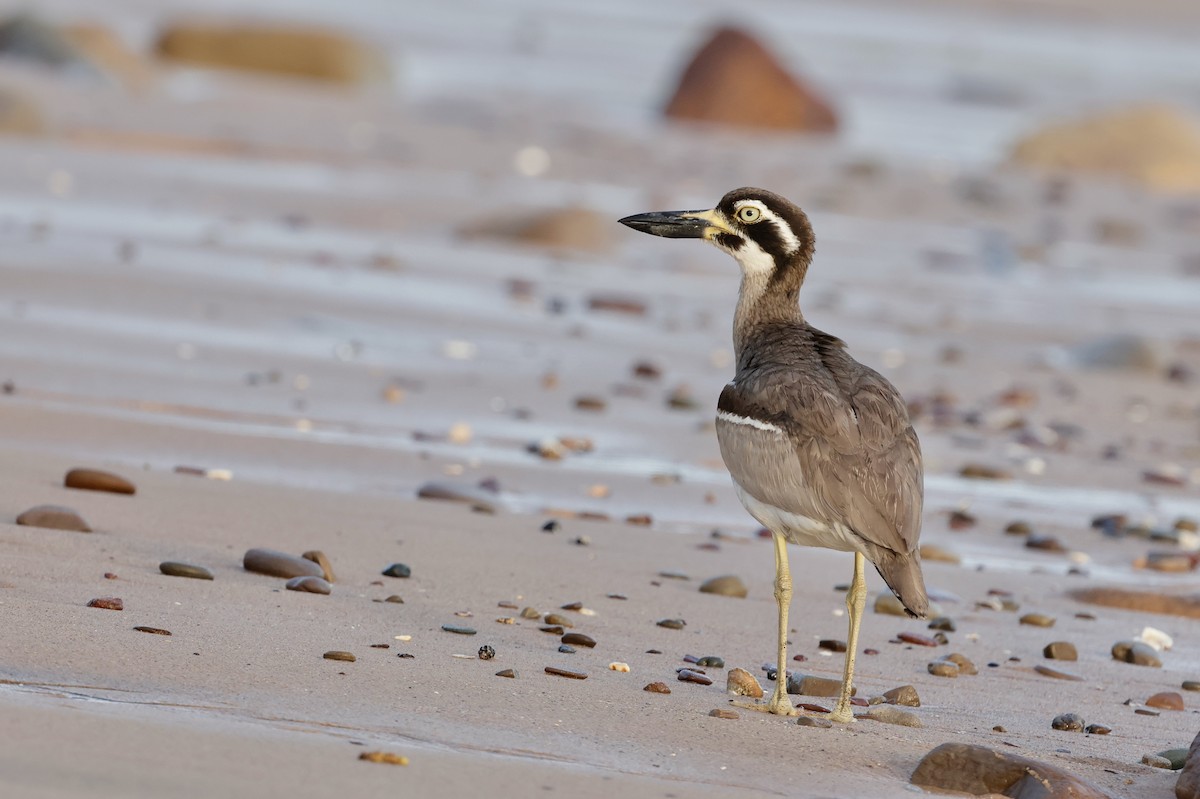 Beach Thick-knee - ML645044093