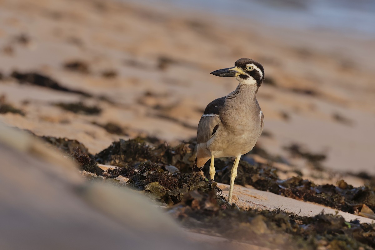 Beach Thick-knee - ML645044095