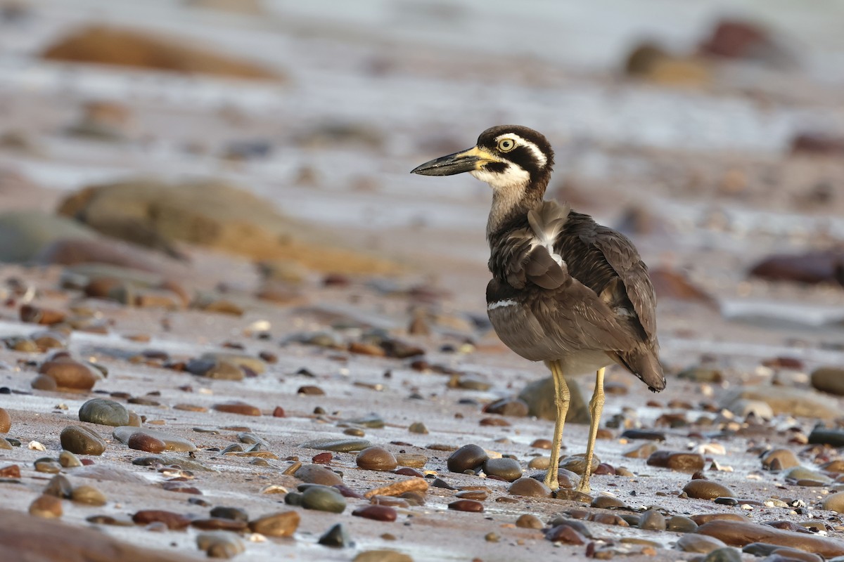 Beach Thick-knee - ML645044096