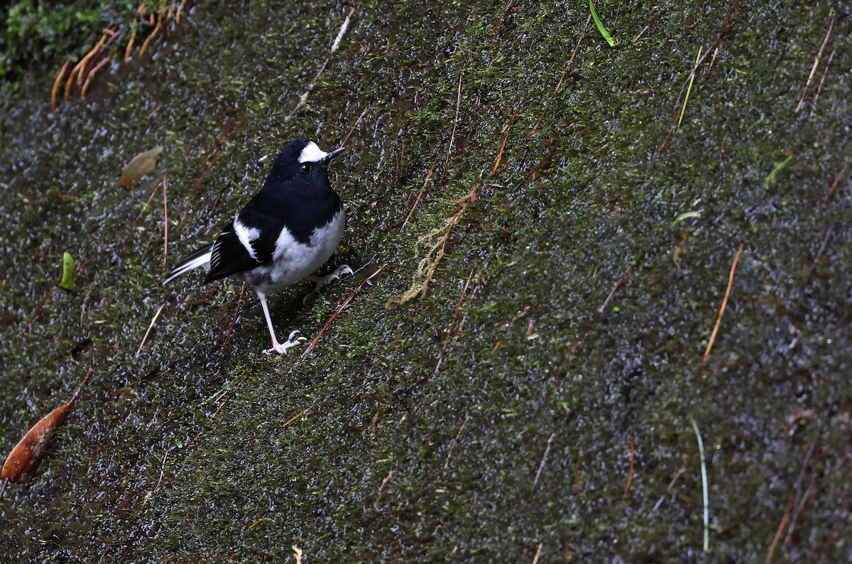Little Forktail - ML645044103