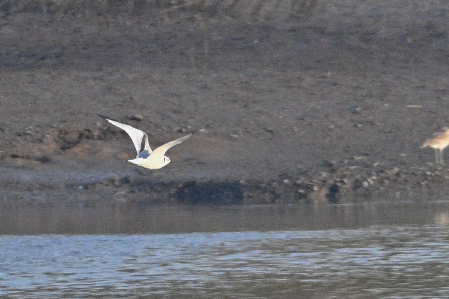 Kara Ayaklı Martı - ML645044106