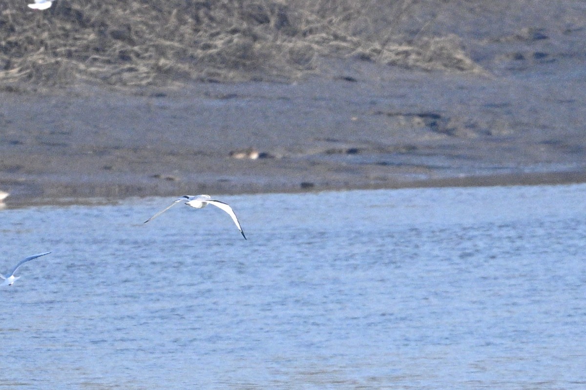 Kara Ayaklı Martı - ML645044107