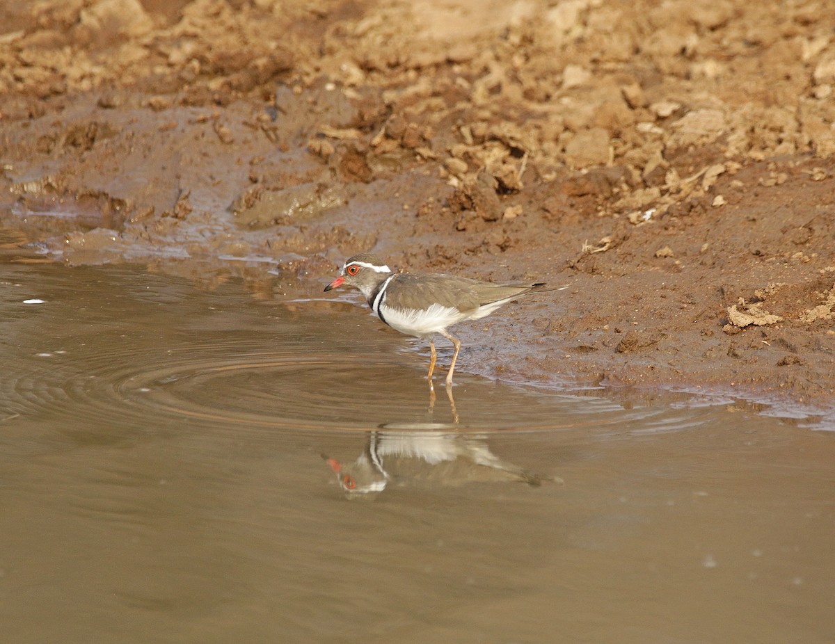 Three-banded Plover - ML645044109