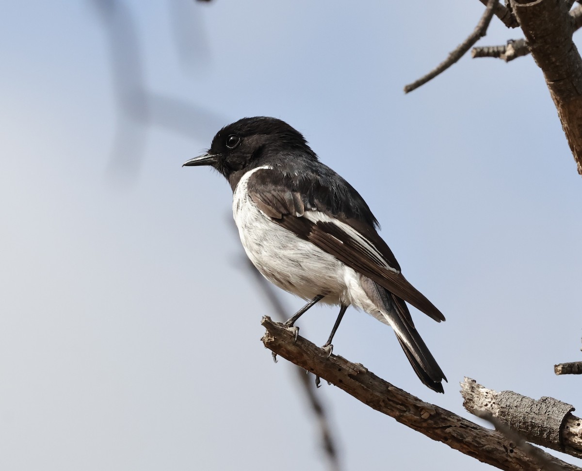 kutteflueskvett - ML645044154