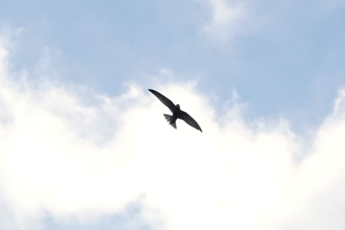 Common Swift - ML645044155