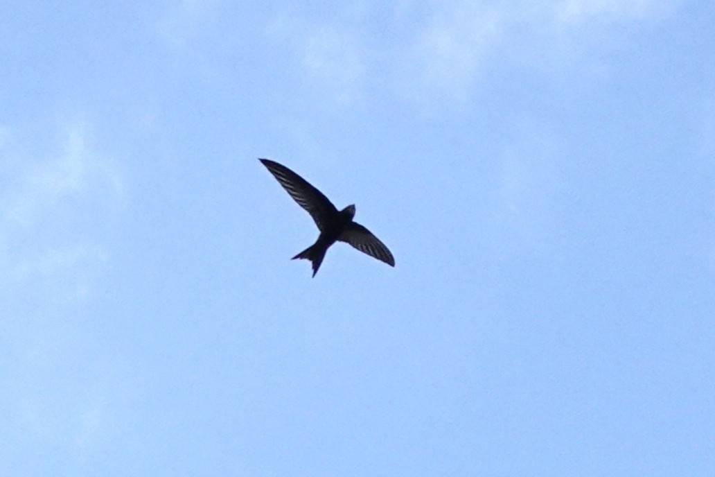 Common Swift - ML645044156