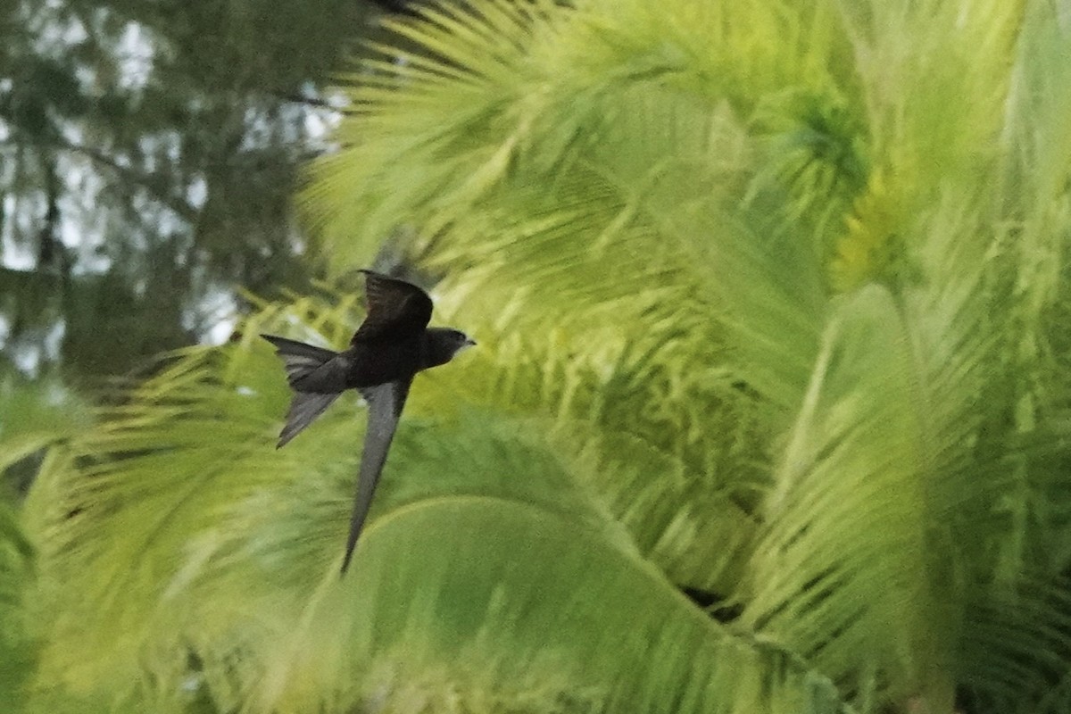 Common Swift - ML645044157