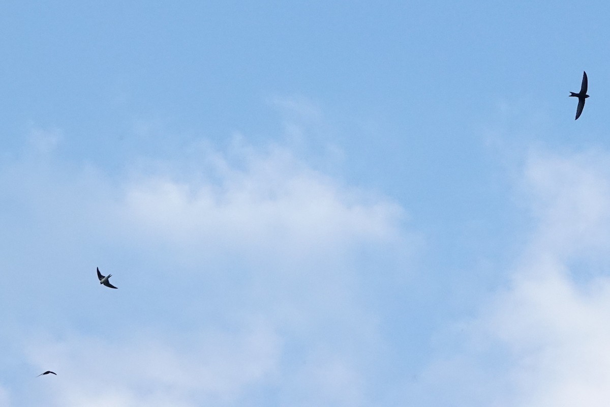 Common Swift - ML645044158