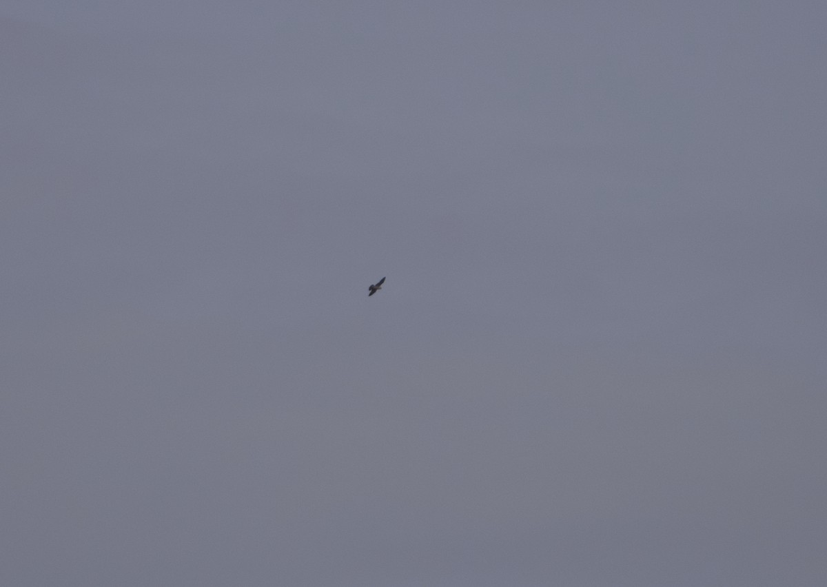 נץ בלתי-מזוהה - ML645044159