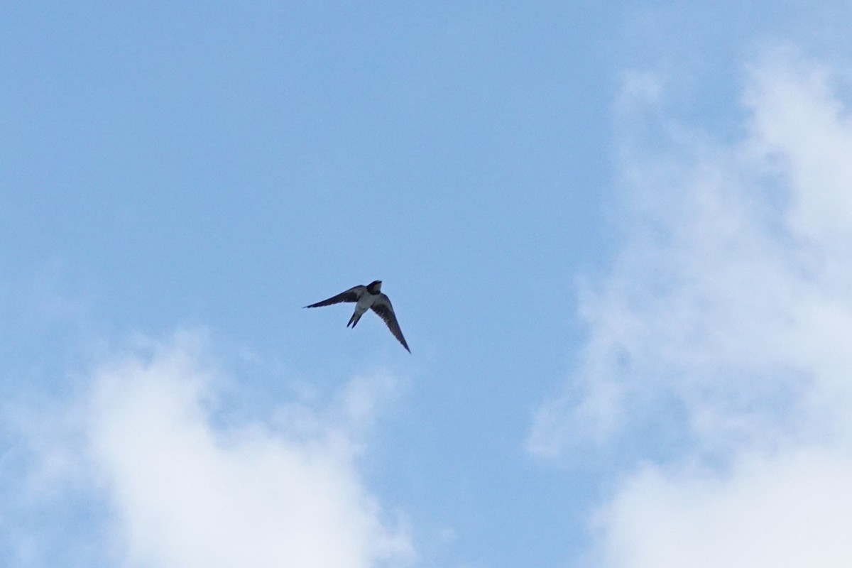 Barn Swallow - ML645044167