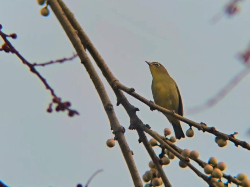 Yellowish White-eye - ML645044201
