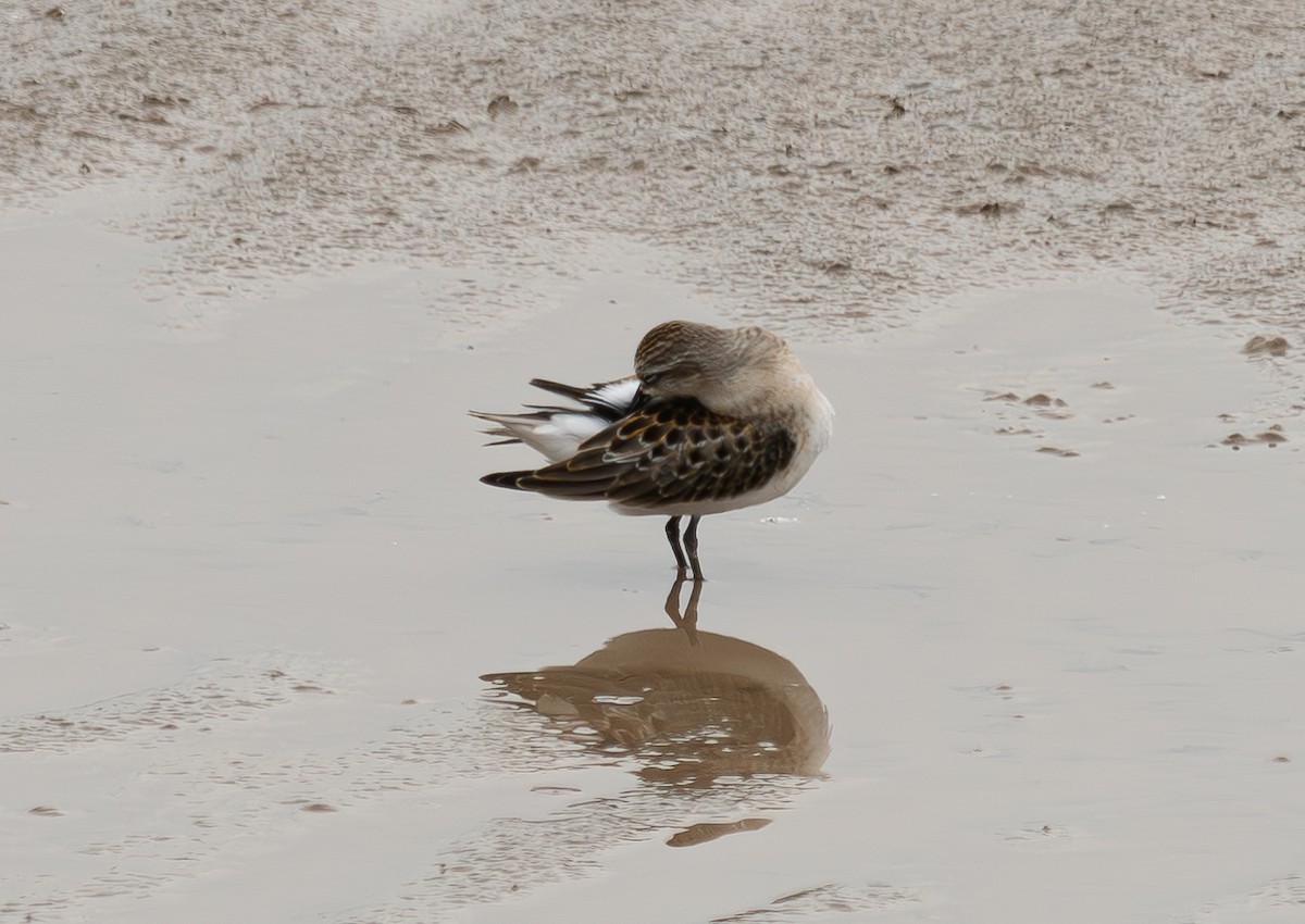 Little Stint - ML645044202