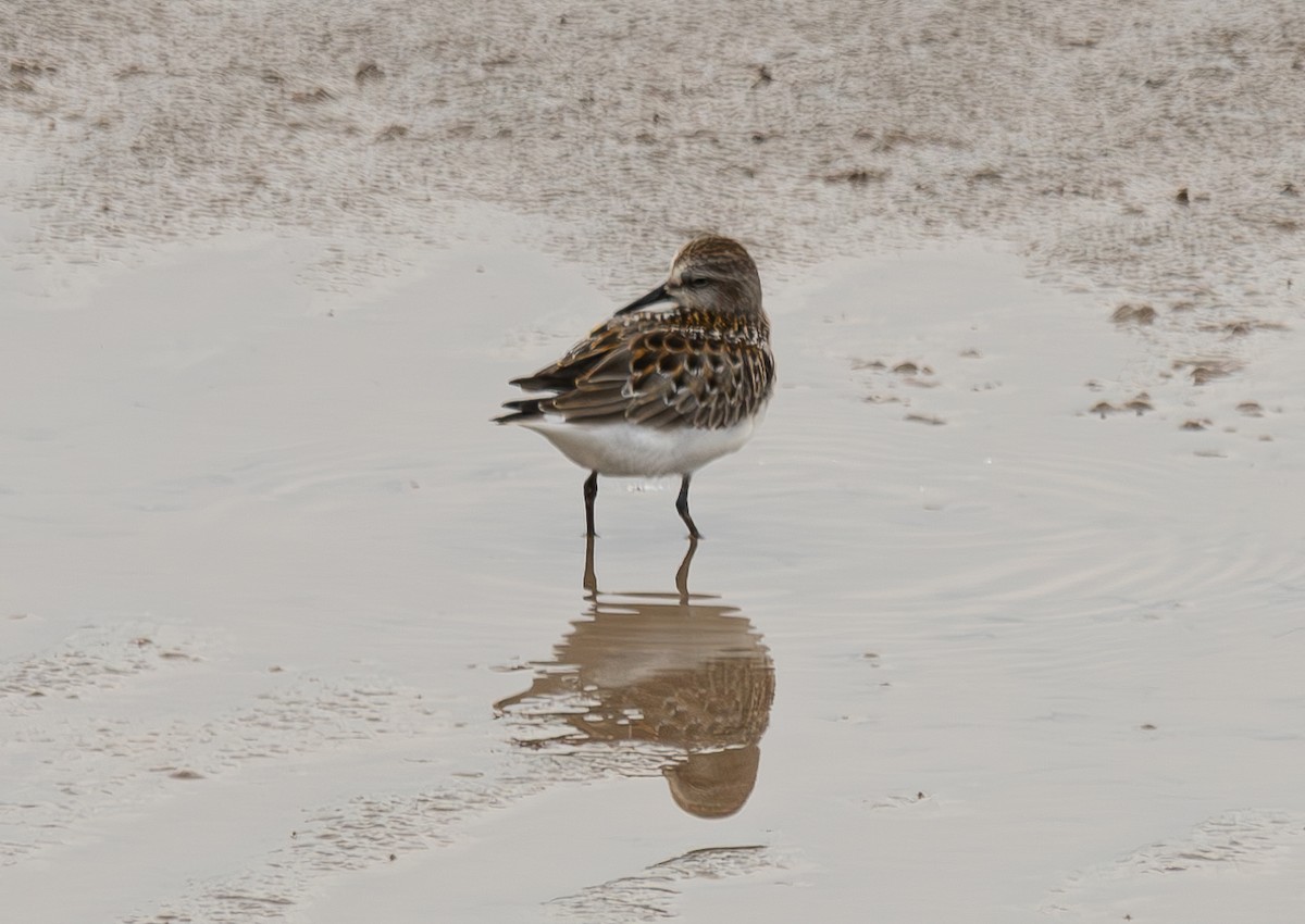 Little Stint - ML645044203