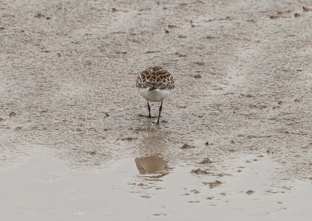 Little Stint - ML645044204