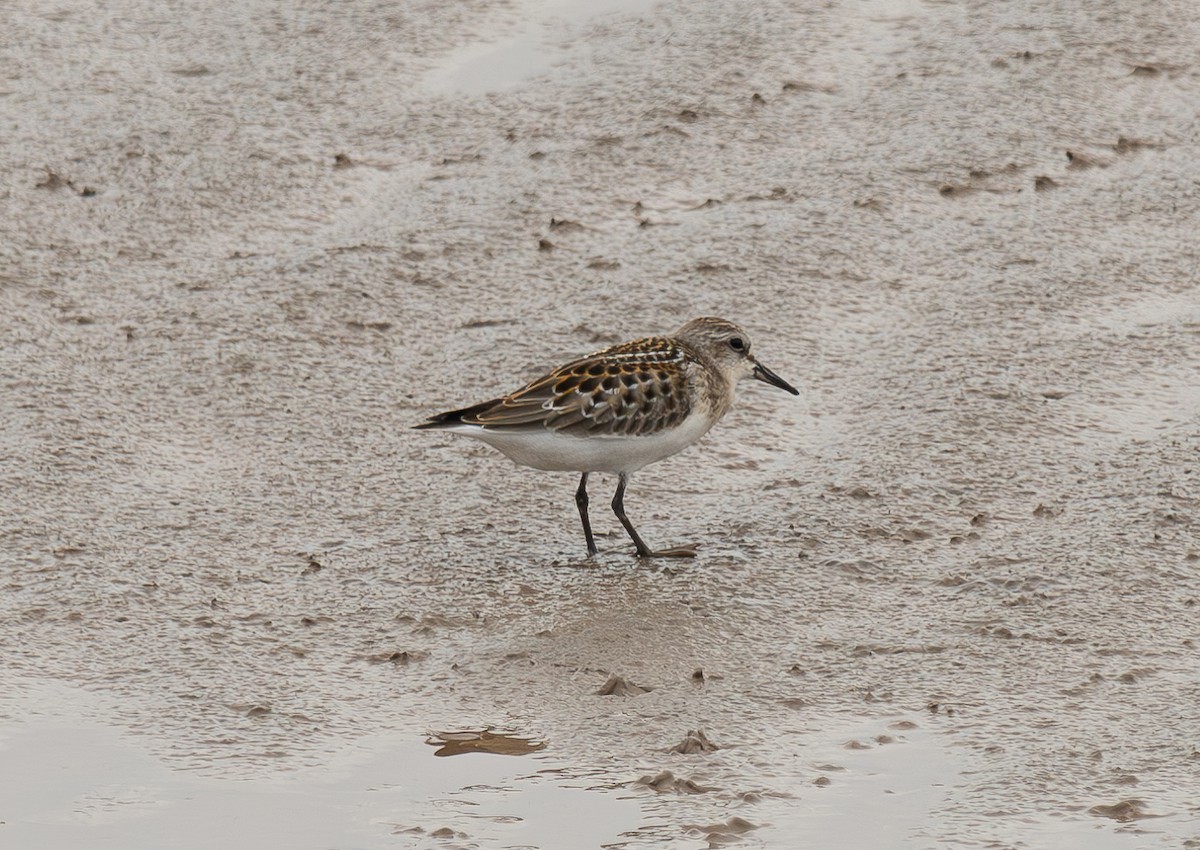 Little Stint - ML645044205