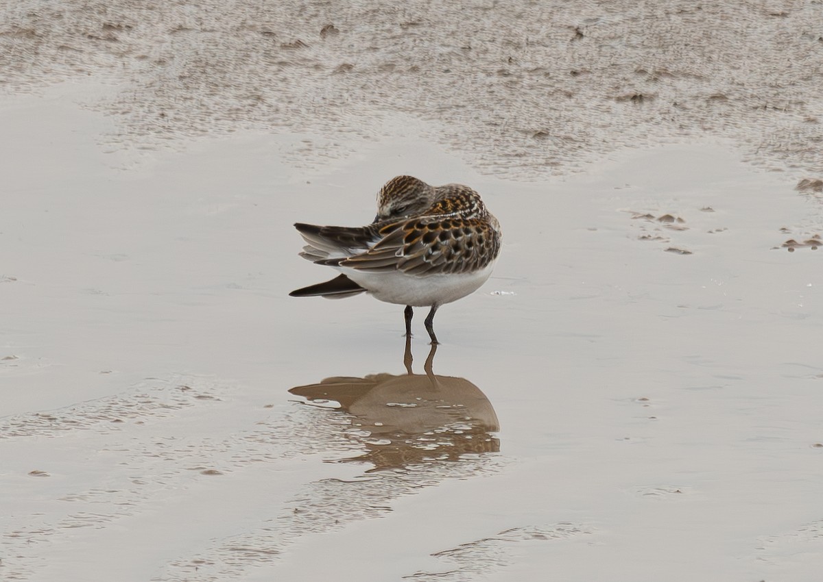 Little Stint - ML645044206