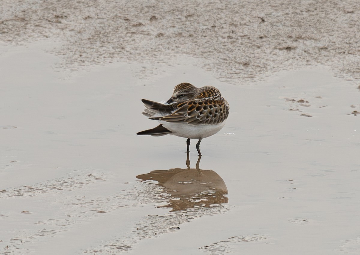 Little Stint - ML645044207