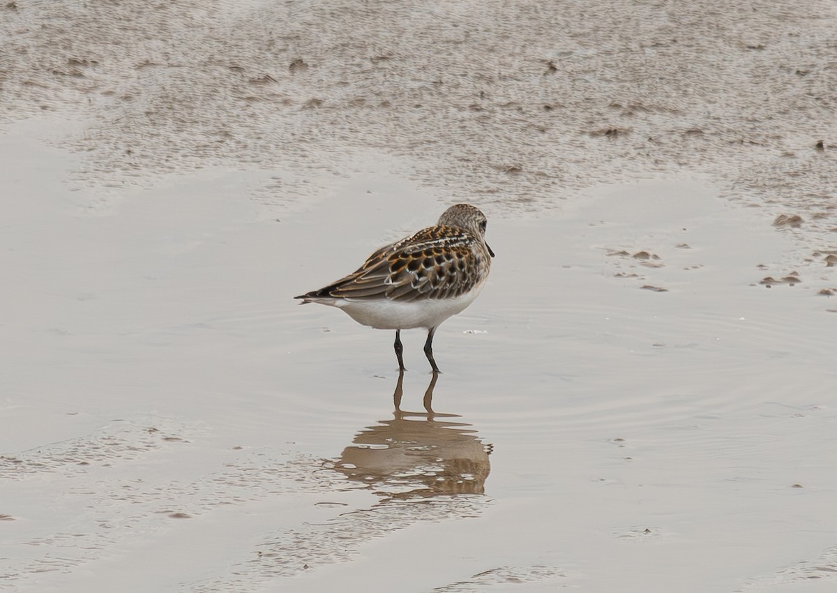 Little Stint - ML645044208