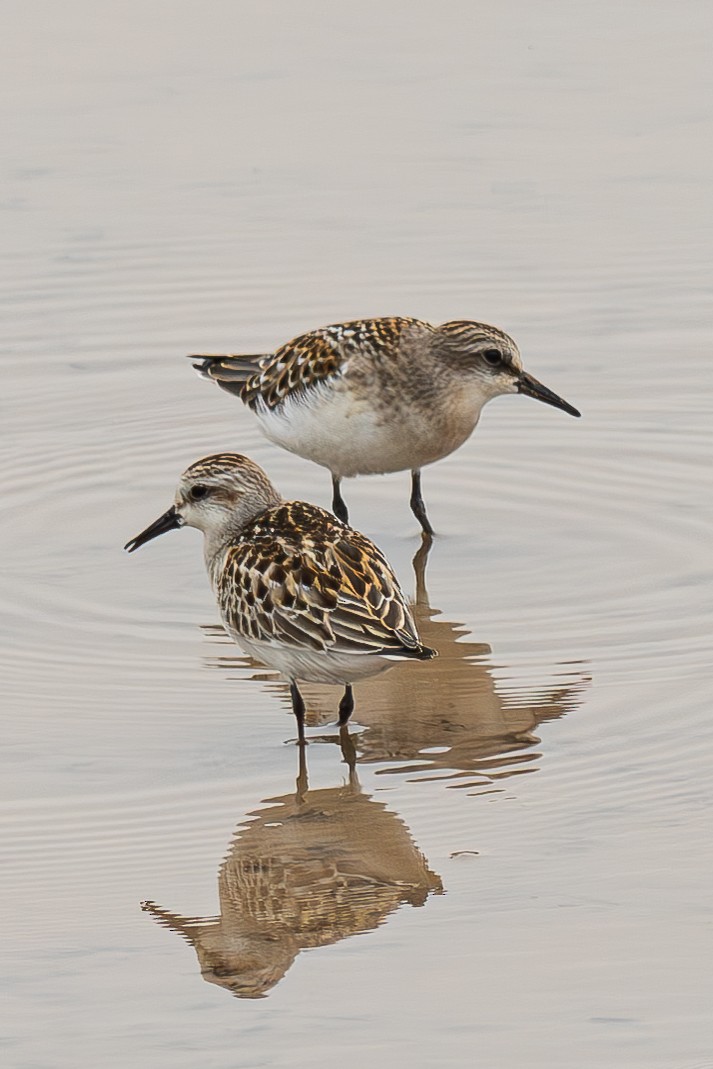 Red-necked Stint - ML645044222