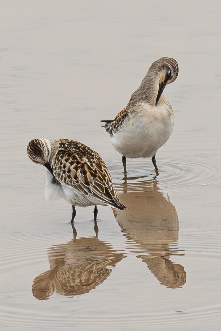 Red-necked Stint - ML645044223