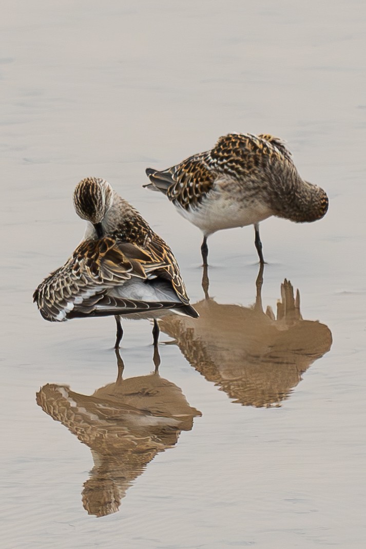 Red-necked Stint - ML645044224