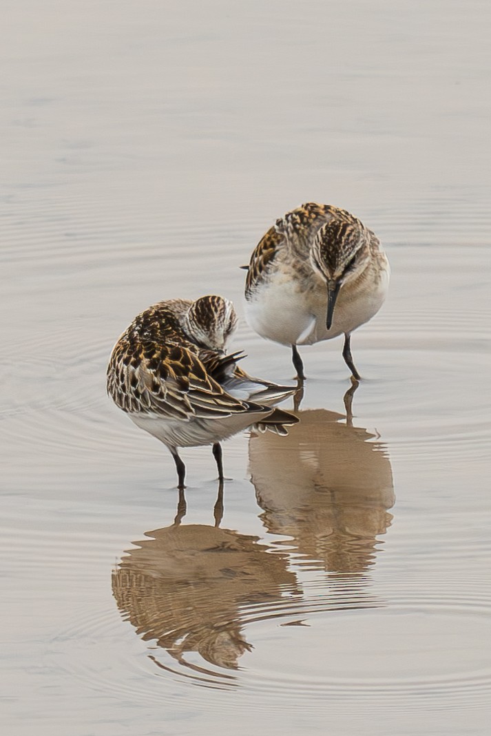 Red-necked Stint - ML645044225