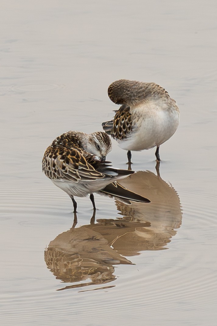 Red-necked Stint - ML645044226