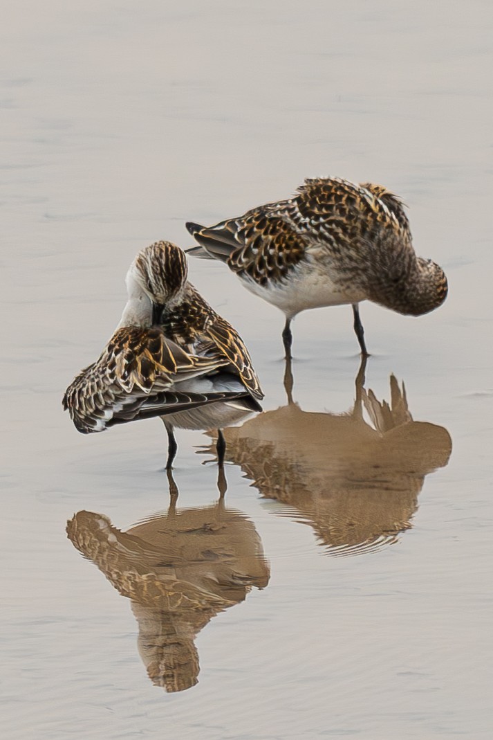 Red-necked Stint - ML645044227