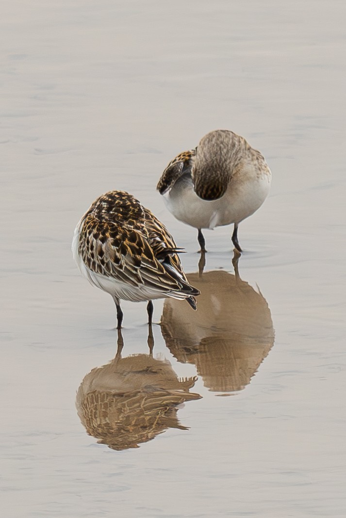 Red-necked Stint - ML645044228