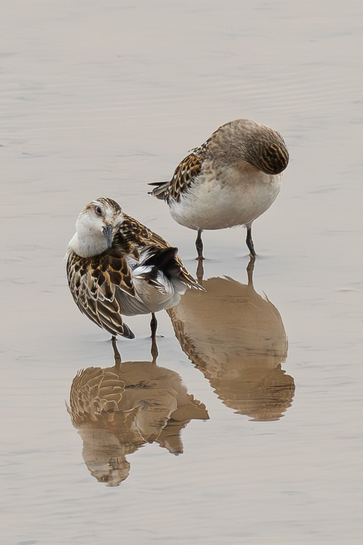 Red-necked Stint - ML645044229