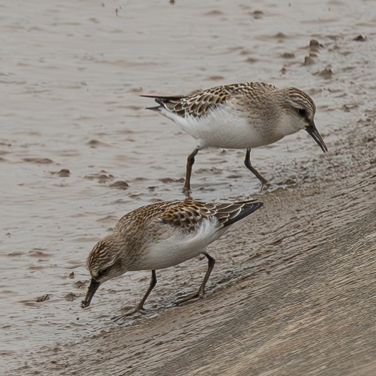 Red-necked Stint - ML645044230